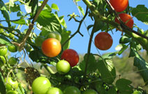 秋穂産のトマト